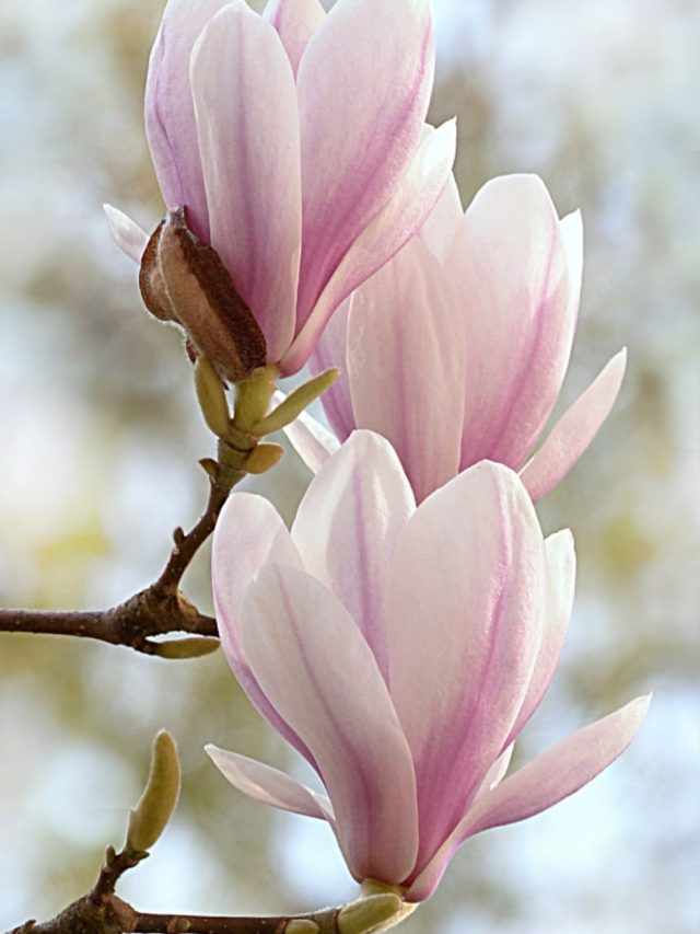 Health Benefits of Magnolia Flowers: स्किन से लेकर सिरदर्द की समस्या को दूर कर देगा ये फूल
